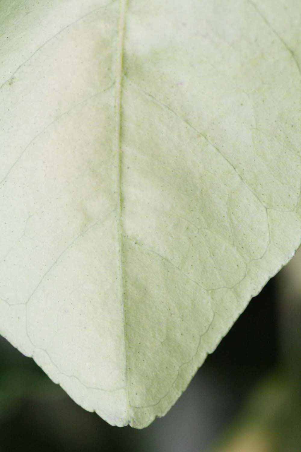              Margin (Riverside, CA)       